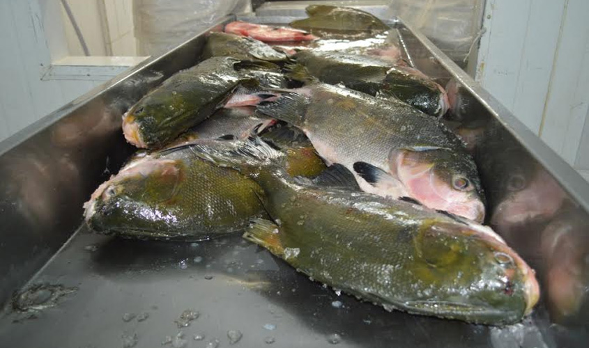Pescado: Falta de fiscalização causa prejuízos e pode comprometer saúde pública