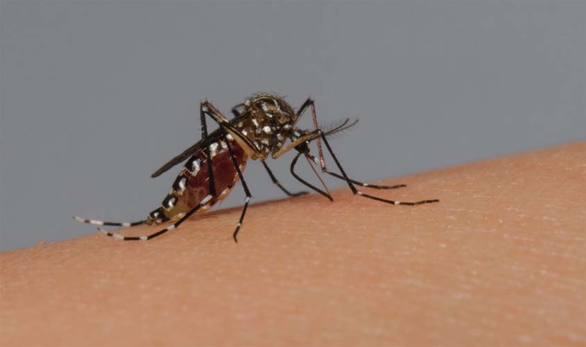 Ações de combate e controle para conter surto de dengue são pontuadas pela Agevisa
