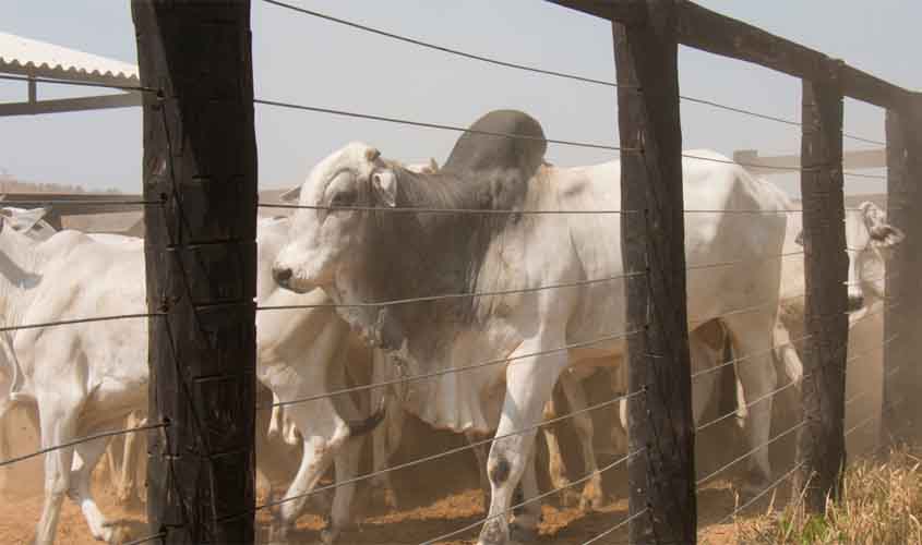 Setor pecuário de Rondônia busca redução de ICMS para fortalecer competitividade