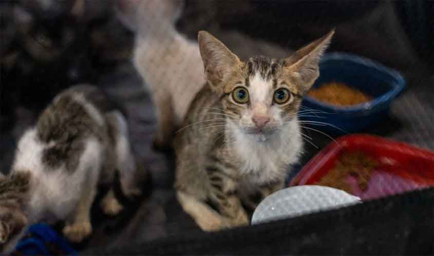 Saiba o que caracteriza maus-tratos a animais e denuncie