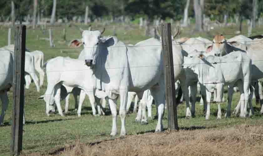 Mais de 90% dos pecuaristas de Rondônia já declararam ter vacinado rebanho; prazo encerra nesta sexta-feira, 10