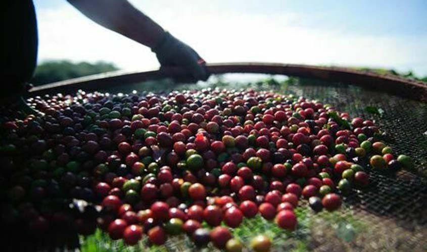 INDICADORES: café arábica fica mais barato nesta terça-feira (10)