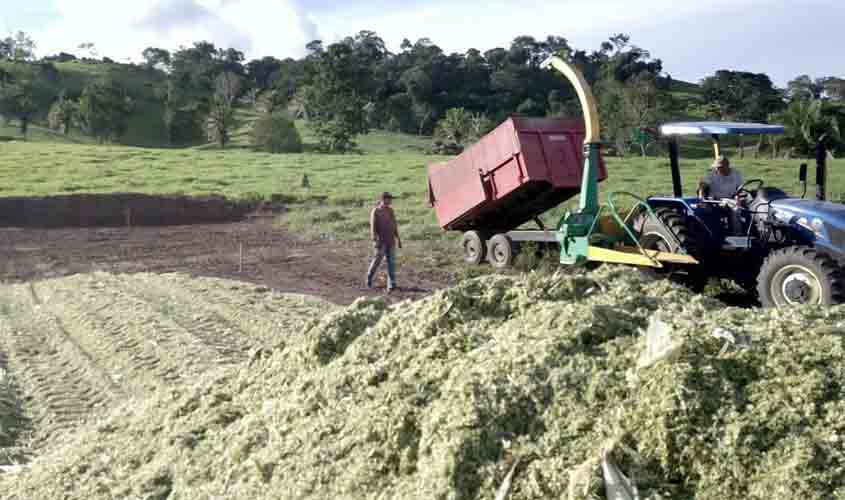 Silagem reforça alimentação do gado e evita quedas na produção de leite durante a estiagem, em Rondônia
