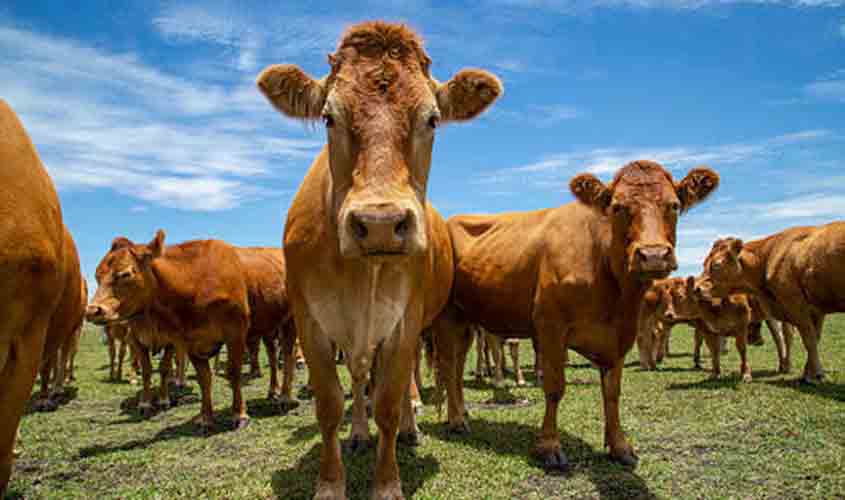 Em queda, arroba do boi gordo começa semana vendida a R$ 324,60