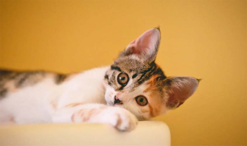 Gato não brinca: o que pode ser e como estimular