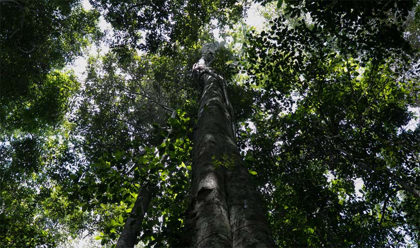 A escassez de fontes de suprimento e dos estoques de madeira pode comprometer a produção de Rondônia no longo prazo