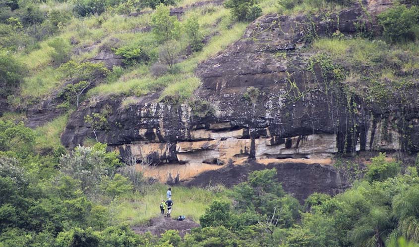 Urubu-rei é monitorado na Floresta de Ipanema