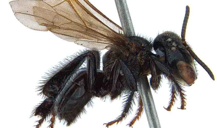 Pesquisadores descobrem novas espécies de abelhas
