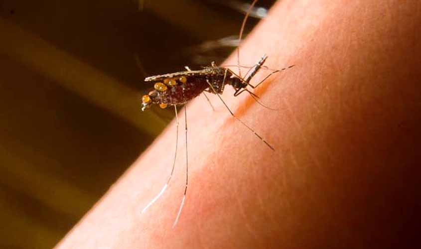 Algumas das 13 espécies de mosquitos em Porto Velho podem ser vetores do plasmódio da malária, revela pesquisadora