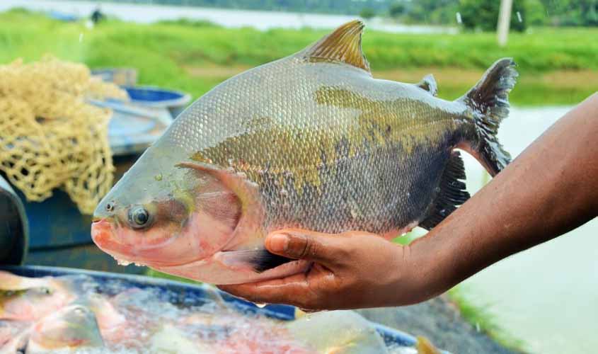 Capacidade de produção da piscicultura em Rondônia cresceu 8,63%, segundo dados da Sedam