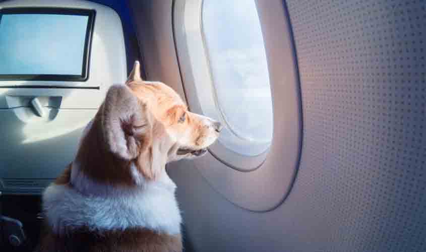 Viajando com cães e gatos: dicas para deslocamento seguro com animais de estimação