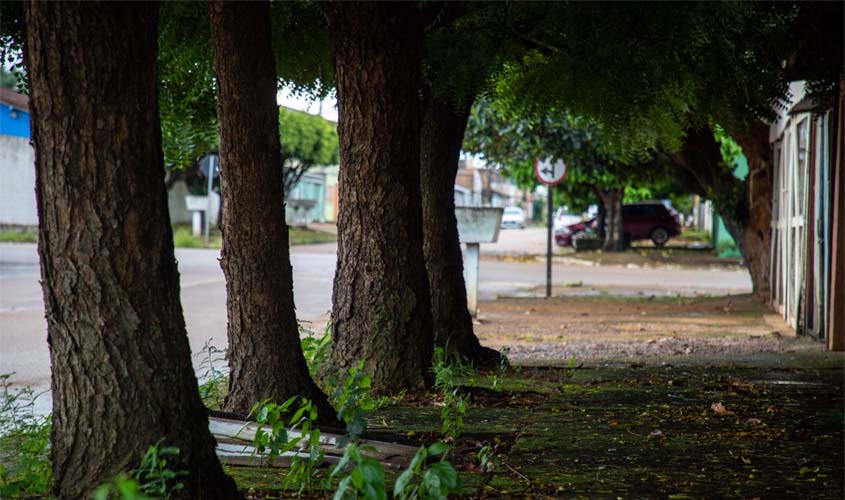 Prefeitura e comunidade ampliam arborização na capital