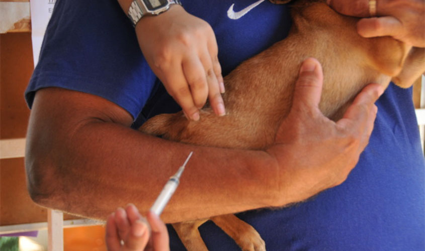 Prefeitura prevê retomada de vacinação de cães e gatos