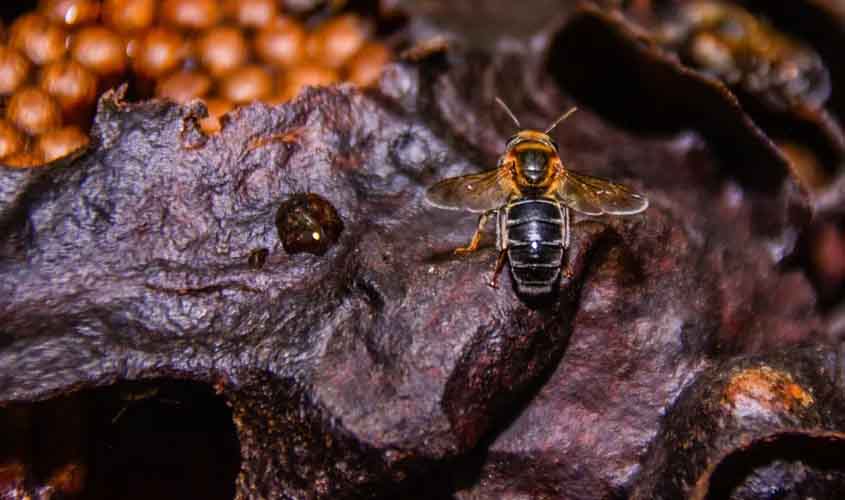 Governo de RO investe em pesquisa para potencializar a produção de açaí no estado
