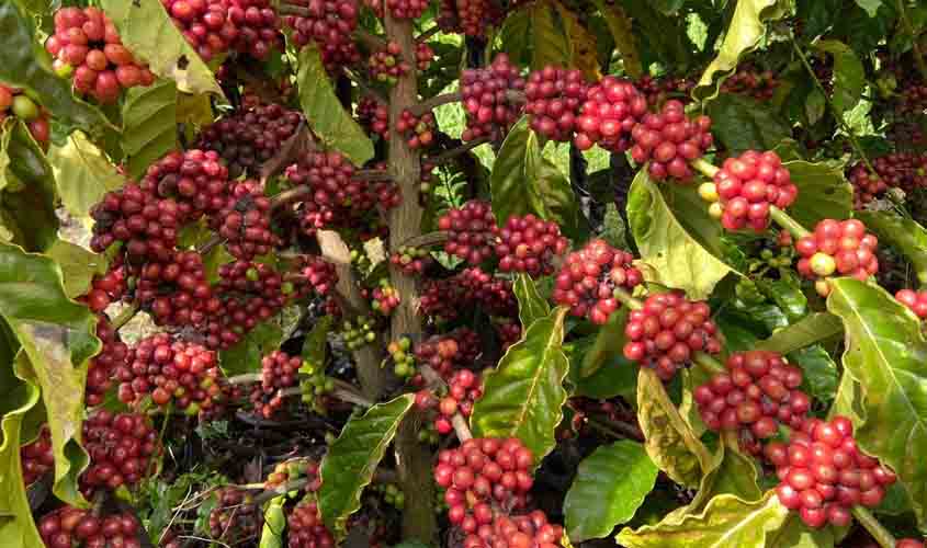 Lançamento da 1ª Feira Tecnológica Robustas Amazônicos vai destacar a importância da variedade do café para Rondônia