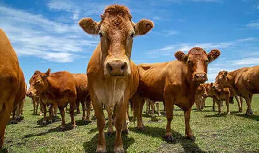 Cotações do boi gordo para hoje, 10/10