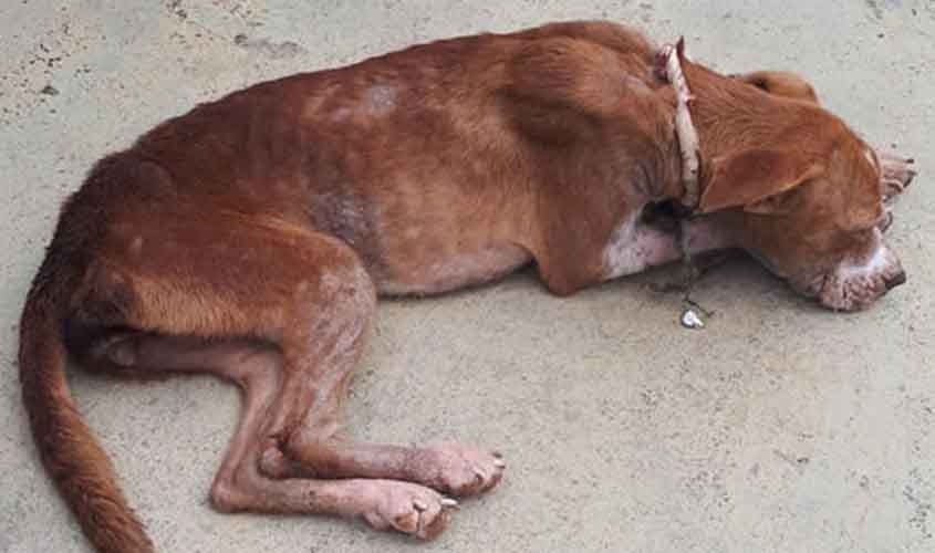 Cachorro é acolhido por ONG após sofrer maus-tratos; caso é denunciado na polícia
