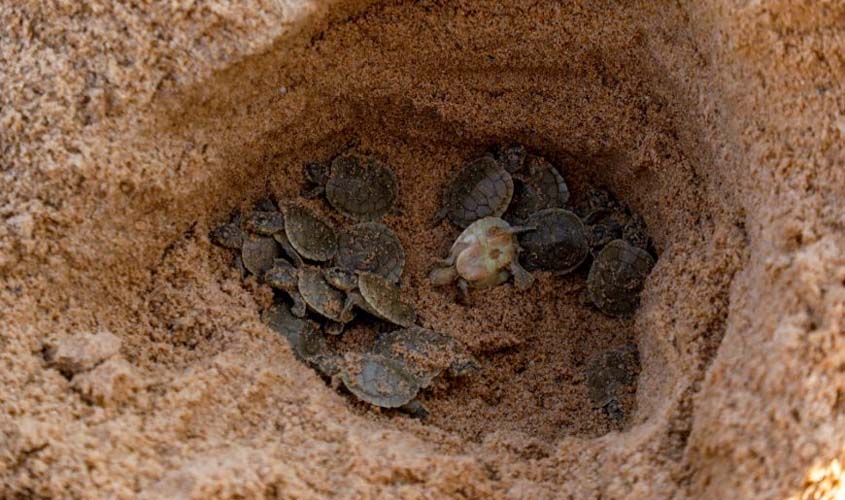 Sedam acompanha preparativos para soltura de tartarugas das praias do Vale do Guaporé