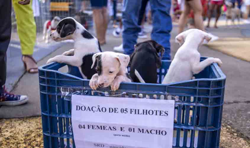 Porto Velho oferece atendimento veterinário gratuito para cães e gatos