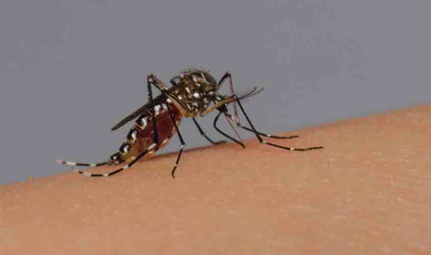 Lixo é o principal criadouro do mosquito que transmite a dengue, zika e chikungunya em Rondônia