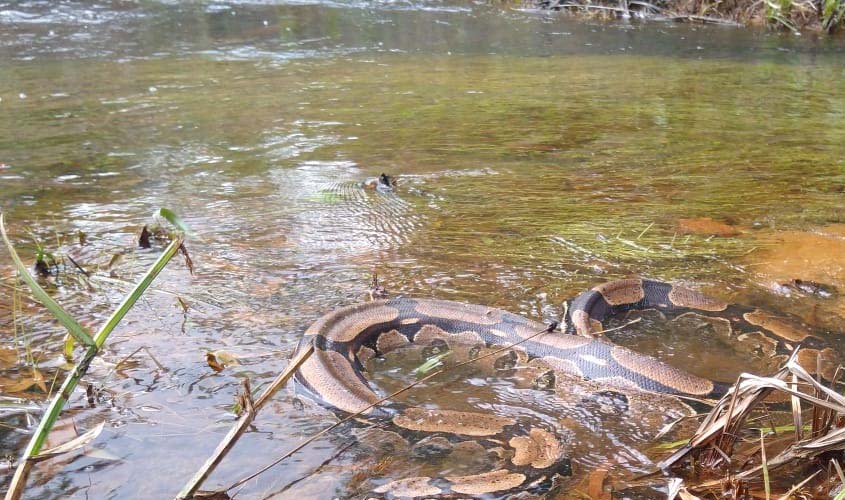 Cobras no Pires de Sá: Prefeitura captura e devolve jiboia para habitat natural enquanto faz alerta aos ribeirinhos