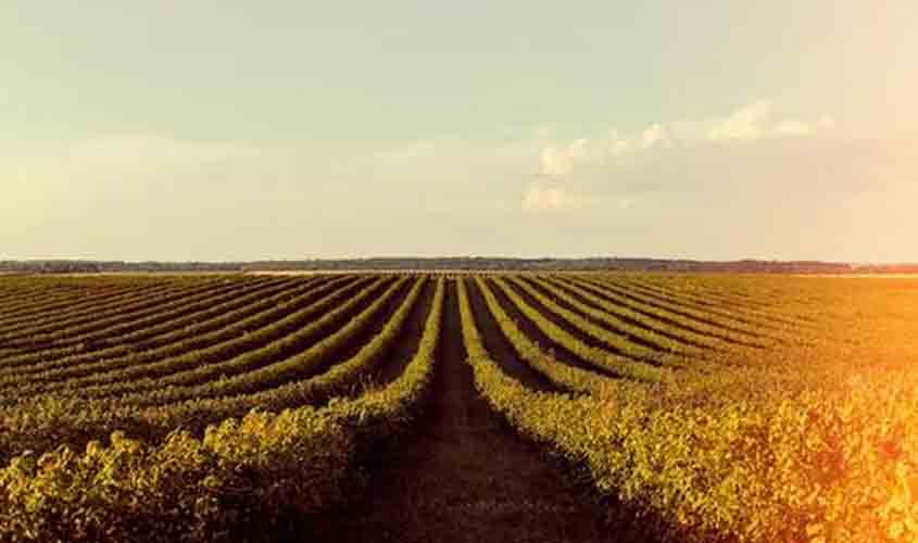 Soja em queda no Paraná