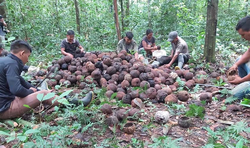 Indígenas vendem 2 toneladas de castanha-do-brasil pelo PAA