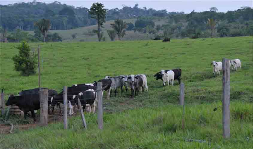 Emater lança curso on-line sobre bovinocultura leiteira para extensionistas rurais de Rondônia