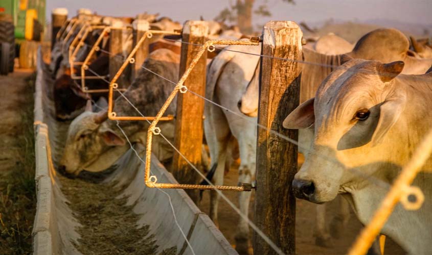 Mais de 13,9 mi bovinos são vacinados este ano contra febre aftosa na 46ª campanha em Rondônia