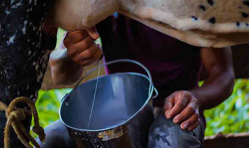 Seagri divulga novos valores de referência do litro de leite em Rondônia