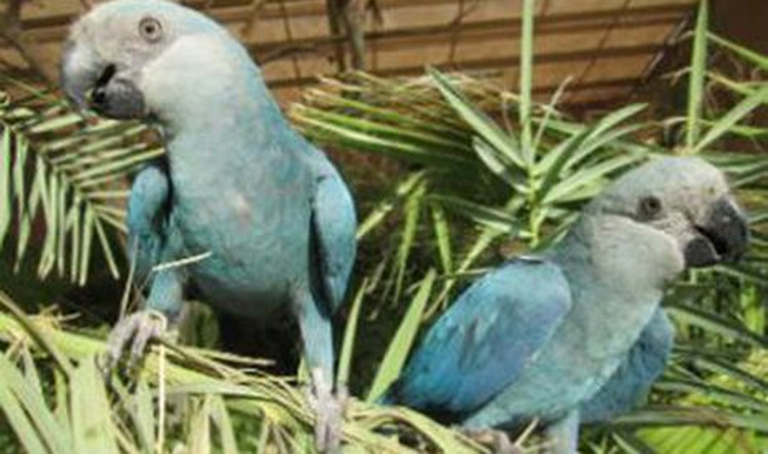 Ararinha-azul está provavelmente extinta da natureza, indica estudo