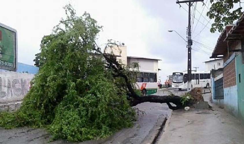 Defesa Civil alerta para o risco de queda de árvores durante vendavais na capital