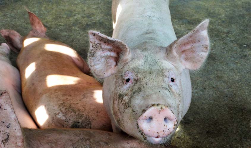 Isenção fiscal para produção de suínos e derivados deve fortalecer cadeira produtiva em Rondônia