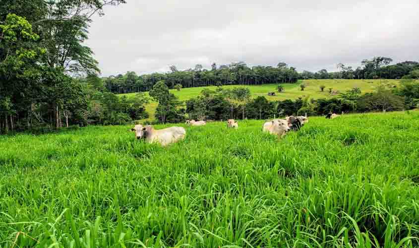 Governo federal e estadual realizam oficina para definir ações de pastagens degradadas em Rondônia