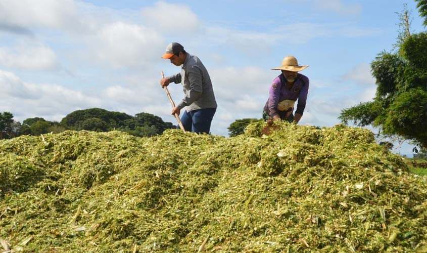 Variedades especiais de capim melhoram o desempenho da produtividade na bovinocultura de Rondônia