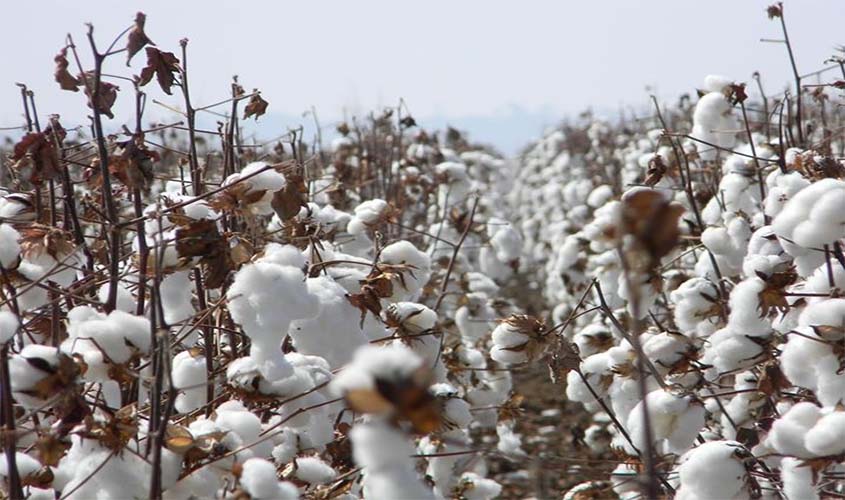 Produção de algodão contribui para crescimento das exportações e geração de centenas de empregos