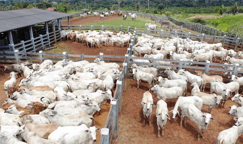 Rondônia é destaque nacional com maior rebanho bovino dentro das áreas livres de aftosa sem vacinação