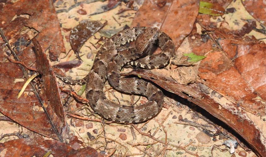 Prefeitura alerta para animais peçonhentos