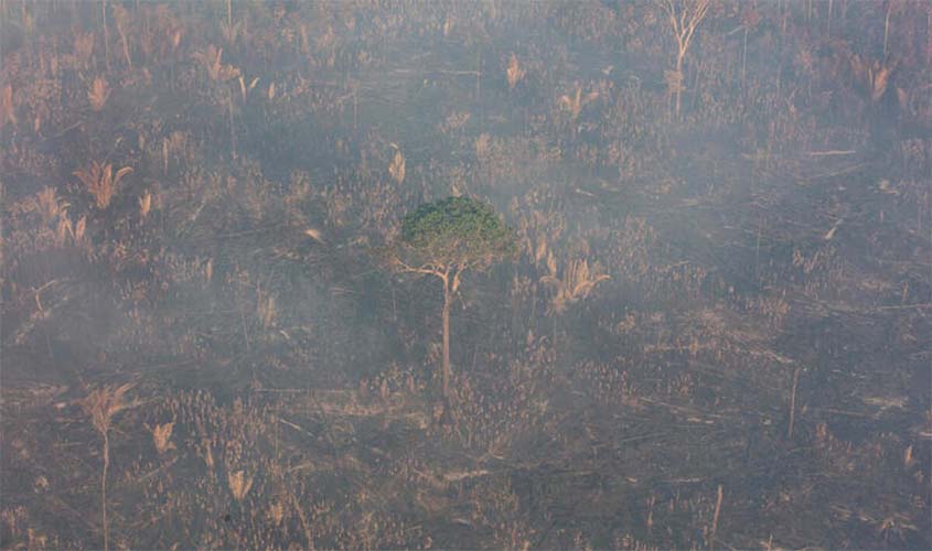 Amazônia registra redução de quase 50% nos alertas de desmatamento em 2023. Focos de calor também apresentam queda referente ao ano de 2022