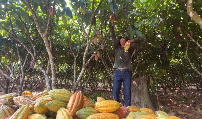 Incentivo à produção de cacau de qualidade é fortalecido com lei sancionada pelo Governo de Rondônia