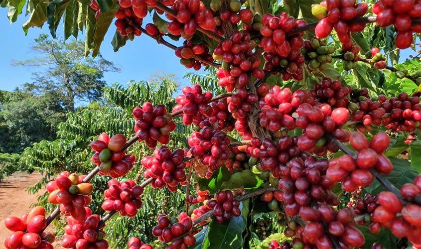 Atividade da cafeicultura movimenta Rota Turística do Café em Rondônia