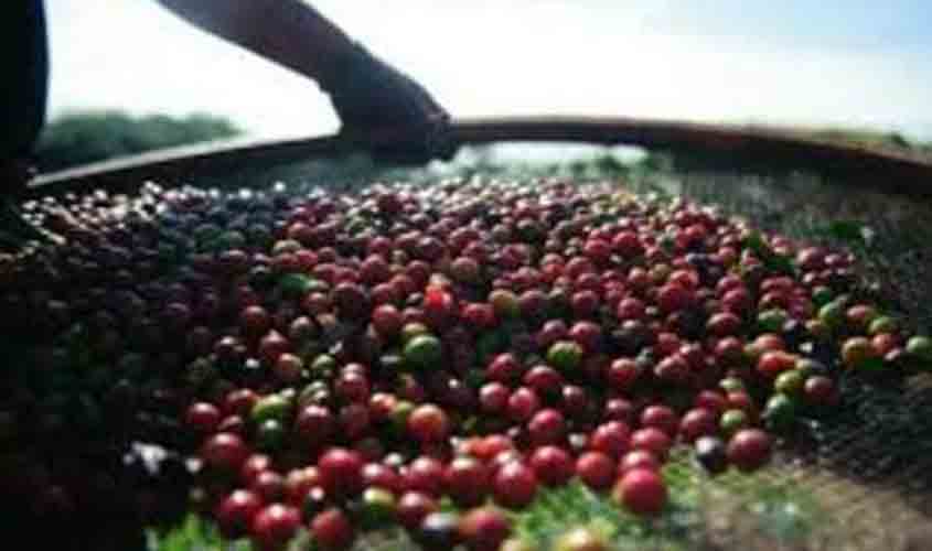 Saca do café arábica registra queda nesta quarta-feira (12), vendida a R$ 2.729,87
