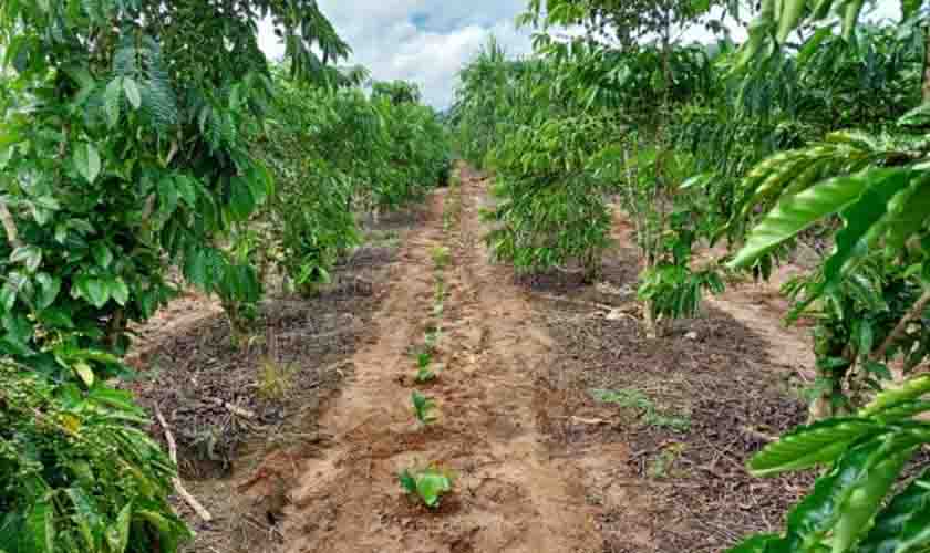 Rede de avaliação de clones de café busca valorizar produção de Rondônia