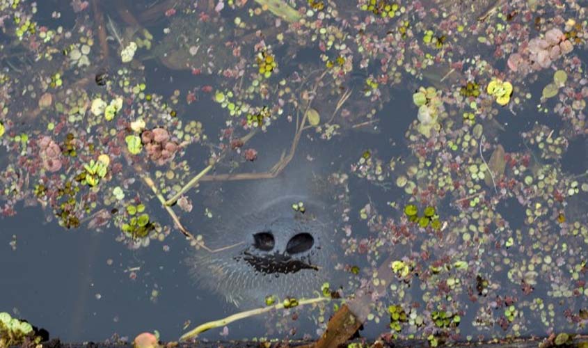 Pesquisadores do Instituto Mamirauá fazem registro inédito de possível acasalamento de peixes-boi amazônicos em natureza