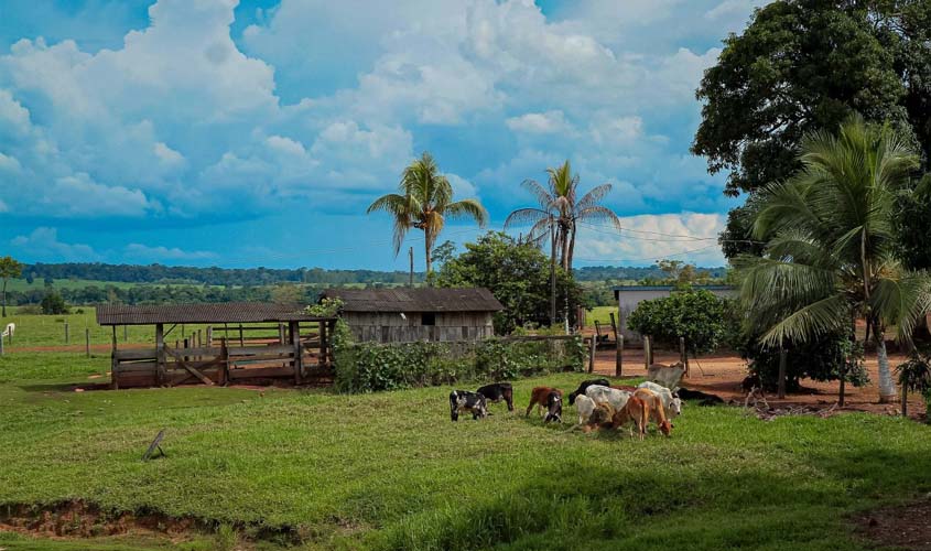 Gado de leite, banana e mandioca garantem sustento a mais de 70 mil famílias de pequenos produtores em Rondônia