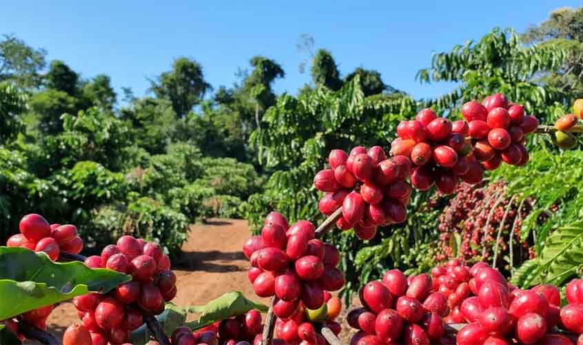 Preço do café apresenta queda, nesta segunda-feira (12); saca do arábica é vendida a R$ 2.553