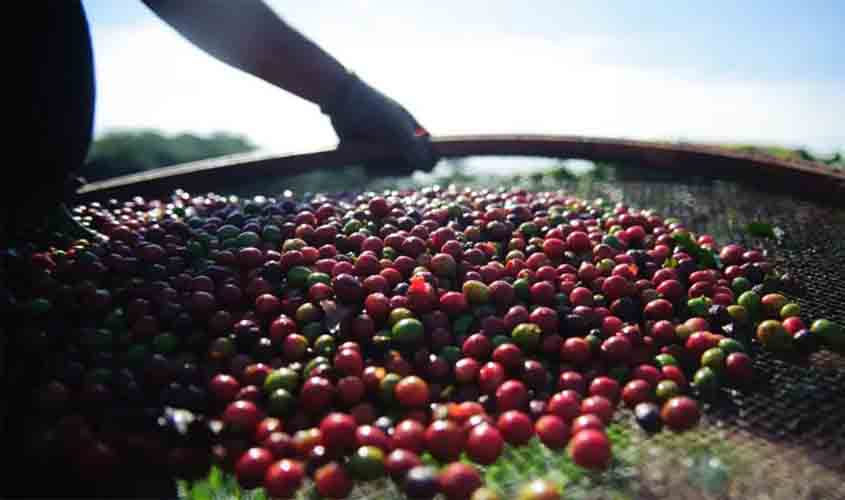 Balanço do mês de maio foi de alta de preços para o café