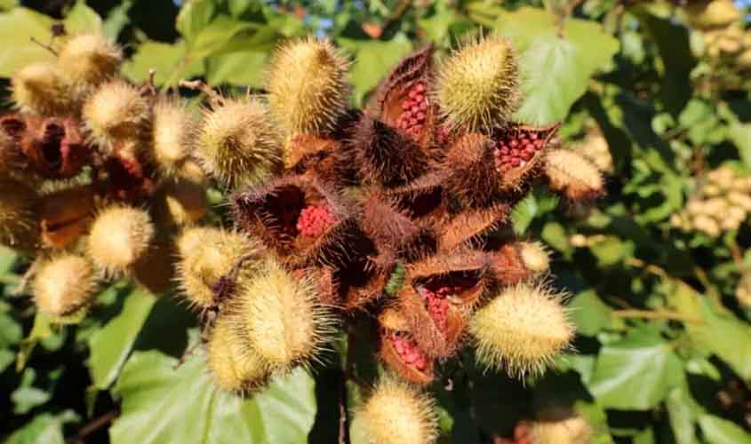 Governo de RO incentiva cultivo de urucum fortalecendo a tecnologias sustentáveis e manejo adequado da planta