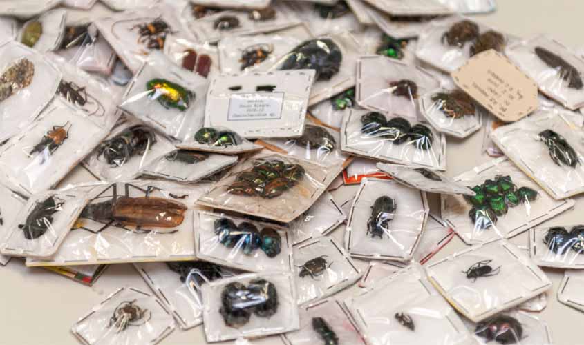 Ibama apreende 482 insetos remetidos irregularmente pelos Correios em SP