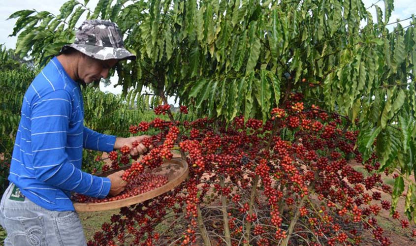 Café arábica sofre alta no preço nesta segunda